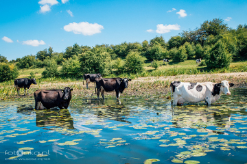 Rzadko kiedy mam okazję fotografować tak sielskie widoki. Rozleniwione krowy chłodziły swoje ciała w rzece gdzieś na Żuławach Wiślanych. Płynęłam wówczas łodzią i obserwowałam spokojne krajobrazy. Zdjęcie zostało opublikowane w Vogue Italia (Photovogue).